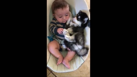 Adorable Baby Cuddles With Husky Puppy in Rocker