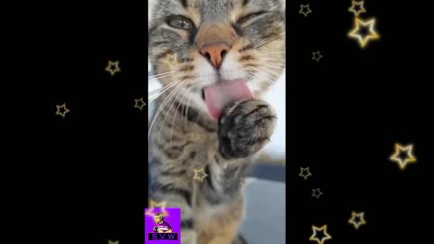 Cat and other pet animal funny video