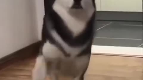 Husky dance walks. See the epic moment of motion.