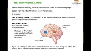 OpenStax Psychology 2e Chapter 3: Biopsychology