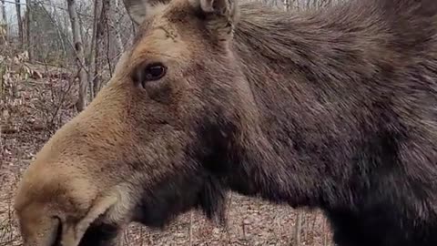 Meeting a Wild Moose Up-Close