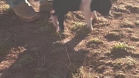 Front Yard Frenzy: Petunia the Piglet's Boot-scratching Escapade