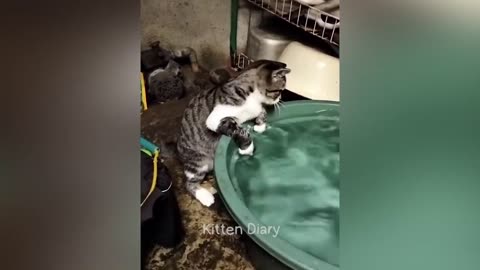 Hilarious Animal Antics: The Ultimate Compilation.