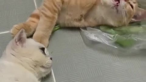 Cat's funny sneeze😀