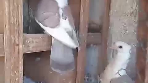 Sadal amrican beautiful breeder pair pigeon