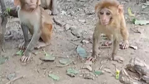 Monkey cubs and their mother