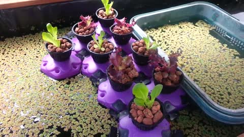 Aquaponics. fresh system 4 growing media.