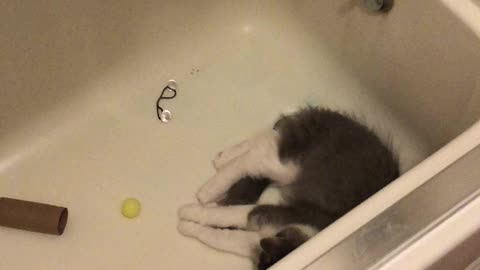 Donny Kitty Playing in Tub