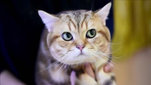 Malaysia international cat show draws 200 participants
