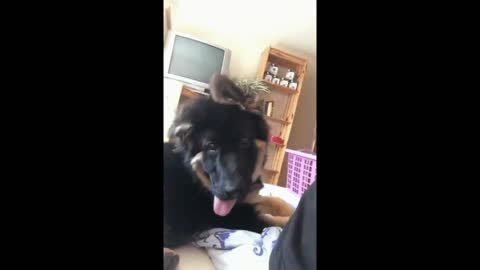 Playful dog gif video