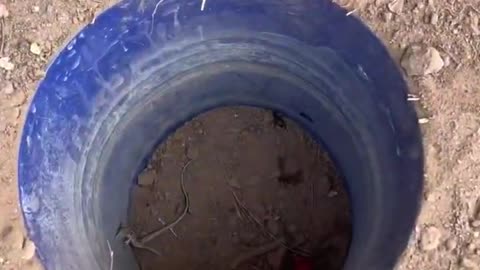 How to Make a Lizard Trap #reptile