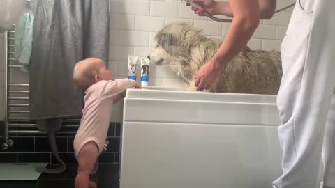 Giant Sulking Dog Hates Bath Time But Baby Helps Him (Cutest Duo EVER!!)-17