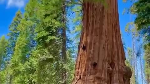 Sequoia National Park, California, contains five of the ten largest trees in the