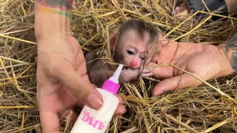 Open the Baby Monkey Box. Baby Monkey is 2 days old