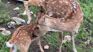 Fawn and mama reunited