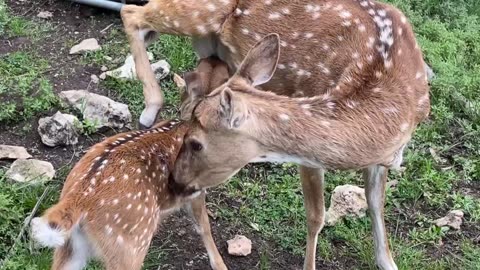 Fawn and mama reunited