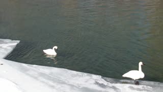 Swans