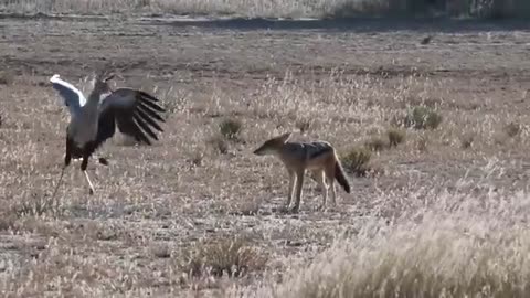 Secretary bird and black backed jackal faceoff