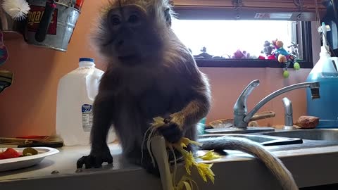 Monkey Munches Her Celery With Great Delight