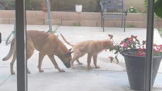 Peeing Puppy Gets Peed On