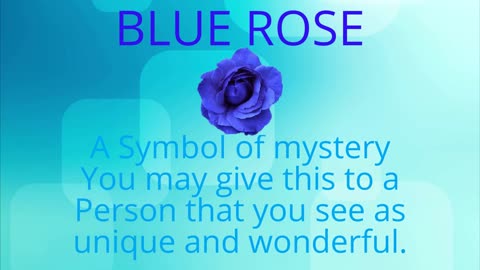 BLUE ROSE FOR VALENTINE'S DAY