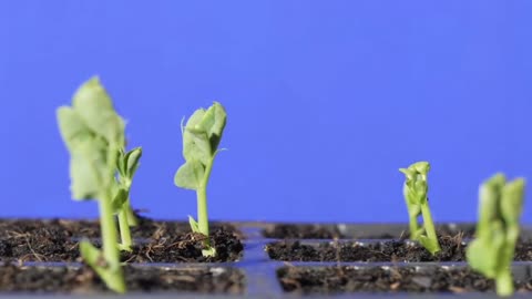 Seed germination to growth time lapse filmed over 10 weeks