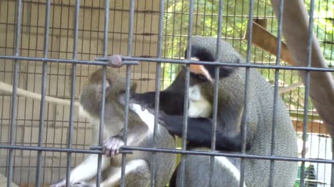Youngster monkey is momentarily distracted while being groomed