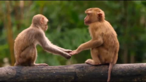 Funnest monkey | Cute and funny monkey videos