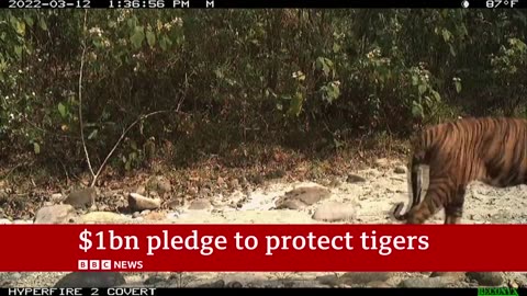 Tiger conservation: Ten countries pledge $1bnto protect population | BBC News