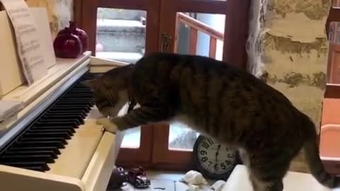 cat plays owner's white piano - cat plays the piano while owner is at work