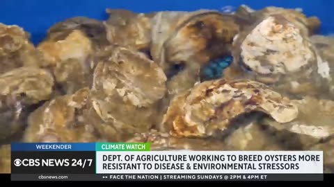 Climate change is killing summer oysters, study finds CBS News