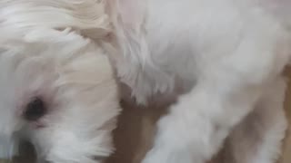 Snoopy wants belly rubs