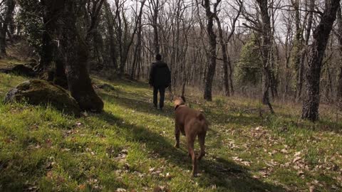 DOG searcsearchiNg an Other Dog