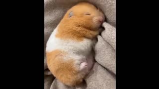 Cute baby 🍼 animal video