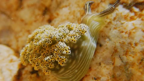 Underwater Sea Slug Nature Animals Sea Slug 🤩🤩