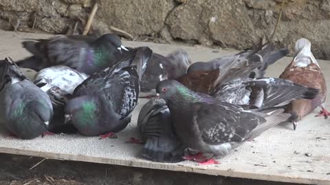 Pigeons Eating Nature Birds Food Gray White