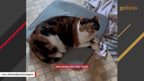 Quiet shelter cat won't stop talking after adoption