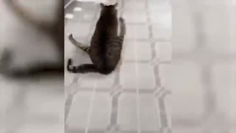 Funniest cats video