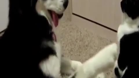 Cat slaps Dog ( Hood voice over)