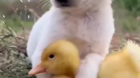 Dog duck friendship