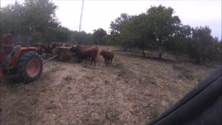 Cows 10-02-22