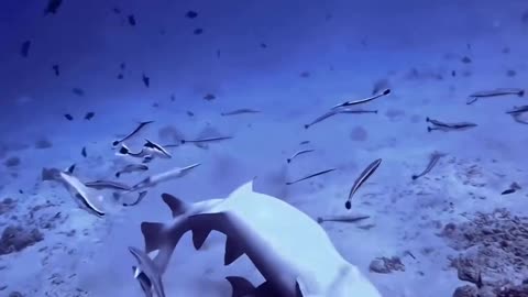 Never Seen In The Wild 🦈Nurse Shark Mating capture by local Florida Divers