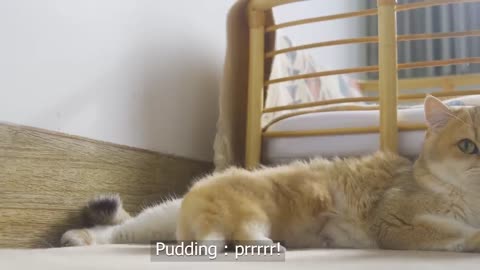 Pudding, a tiny kitten, is wailing to find her mother cat.