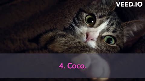 Top Adorable Cat Names for Your Furry Friend