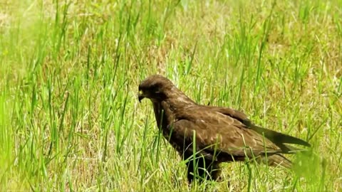 Nature And Wildlife Video – Bird and animal is beautiful creature on our planet