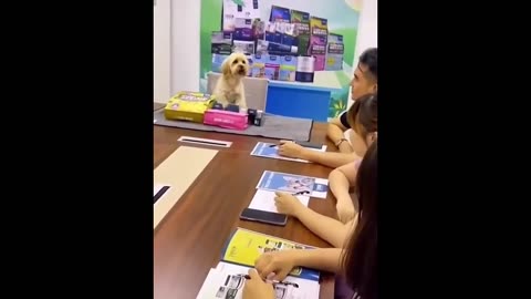 New Funny Animals 😂 Funniest Cats and Dogs Videos 😺🐶