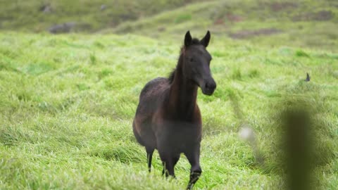 Foal Galloping In Slow Motion