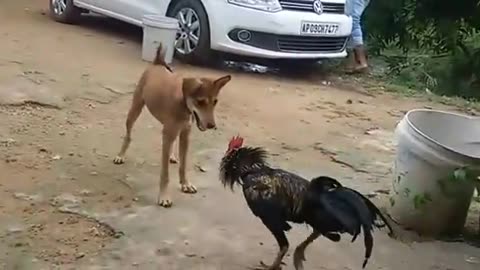 Cock and dog fight funny video