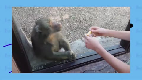 Top 10 animals react to magic tricks (Animals being tricked by magic tricks)