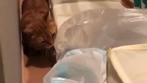 Two kittens passed by the bed.